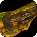 Australian Rainforest Frogs