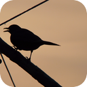 Blackbird At Daybreak