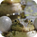 Frogs In June