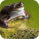 Corsican Frogs