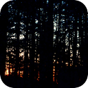 Dusk in the Forest