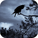 Raven Calls