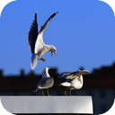 Urban Seagulls