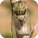 Cicada - Malaysia