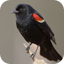 Red-Winged Blackbird Song