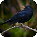 Blackbird Warble