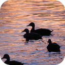 Lake Murray Ducks