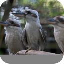 Flock Of Kookaburras
