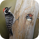 Woodpecker And Friends