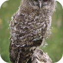 Tawny Owl Calls