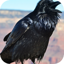 Canyon Crows