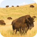 Buffalos In The Prairie