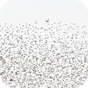 10000 Starlings