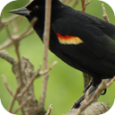 Blackbird Glade