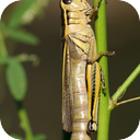 Tennessee Locusts