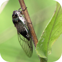 Amazon Cicada