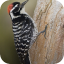 Forest Woodpecker