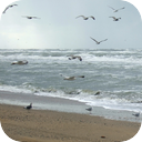 Beach Seagulls