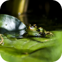 Spanish Frogs