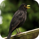 German Blackbird