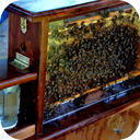 Honeybee Farm