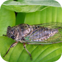 Cicadas in the Forests of Cambodia