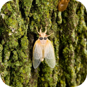 Cicadas in the Forests of Thailand