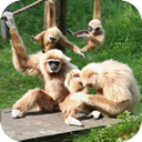 Gibbon Howl