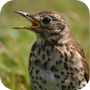 Song Thrush