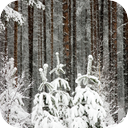 Forest Blizzard