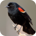 Red-Winged Blackbird