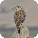 Western Meadowlark