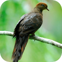 Barred Cuckoo Dove