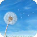 Extreme Summer Wind