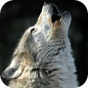 Wolves Howling