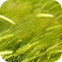Wind