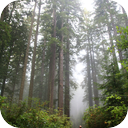 Rain - Temperate Coniferous Forest