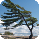 Wind - Pine Trees