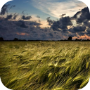 Wind Through Tall Grass