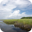 Erie Canal Wetland 