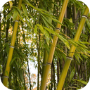 Wind In Bamboo Forest 