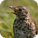 Thrushes 