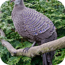 Grey Peacock-Pheasant