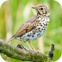 German Song Thrush