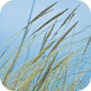 Mistral Wind Through Grass