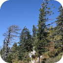 Wind Through Pines