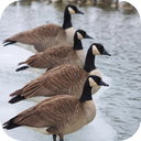 Canadian Geese