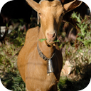 Herd Of Goats