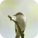 Wood Warbler