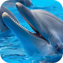 Dolphins